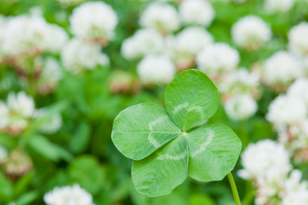 3 Ways to Improve Your Luck