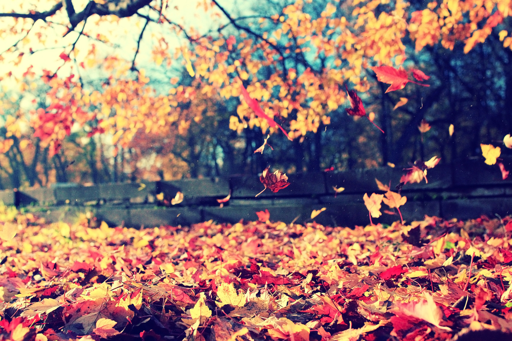 3 Reasons Why Fall is One of the Best Times of the Year for a Job Search